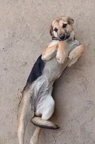 Perro Doméstico observed by yulygutierrez