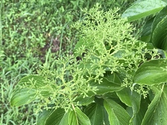 Cornus macrophylla