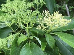 Cornus macrophylla