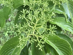 Cornus macrophylla
