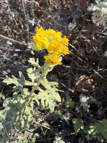 Eriophyllum staechadifolium, 2026-10-15