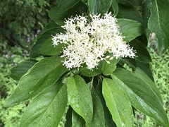 Cornus macrophylla