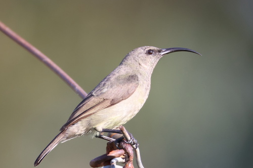 iNaturalist image