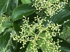 Cornus macrophylla