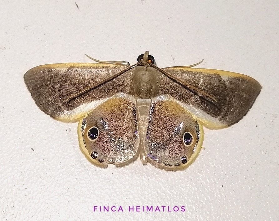 Opisthoxia corinnaria
