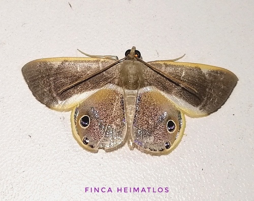Opisthoxia corinnaria