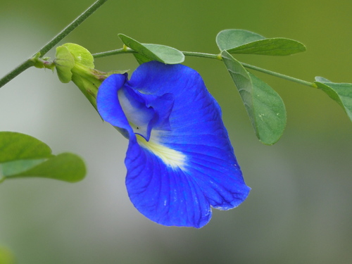 Blue Pea