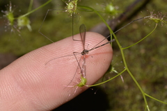 Stibadocerodes zherikhini