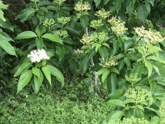 Cornus macrophylla