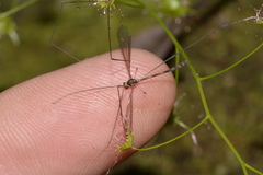Stibadocerodes zherikhini