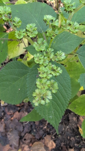Fleurya observed 2026-10-17
