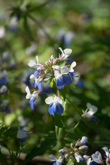 Collinsia verna