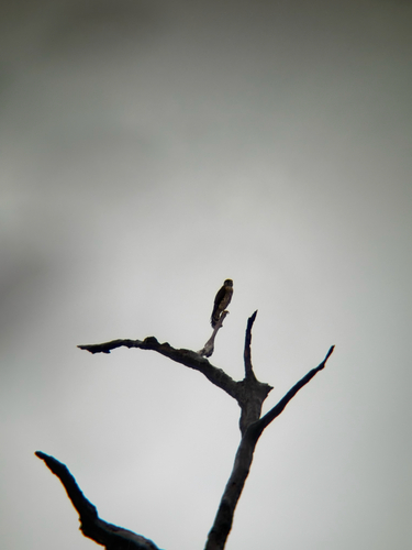 Merlin observed by qb_washingmachine