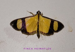 Phostria delilalis