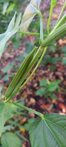 Corchorus olitorius observed 2026-10-11