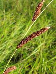 Carex barbarae