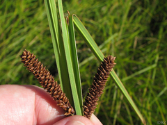 Carex barbarae