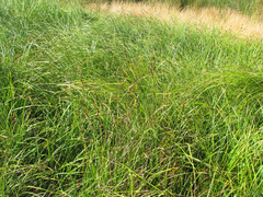 Carex barbarae