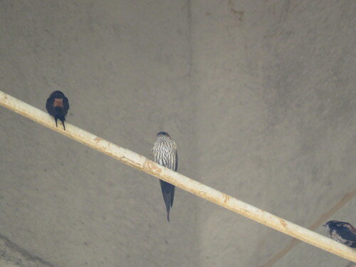iNaturalist image