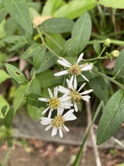 Aster baccharoides