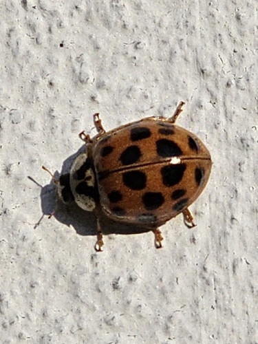 Asian Lady Beetle