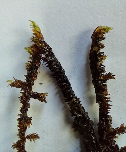 Scorpidium scorpioides observed 2026-10-06