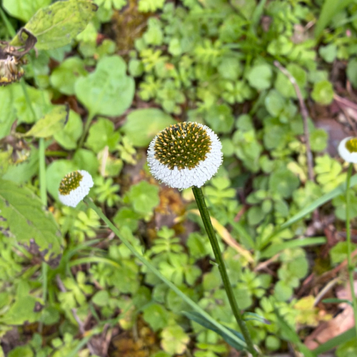 Myriactis humilis observed 2026-10-17