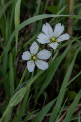 Cerastium maximum