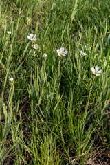 Cerastium maximum