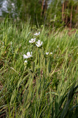Cerastium maximum