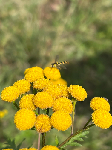 Common Tansy