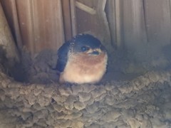 Petrochelidon rufigula