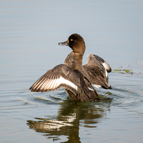 Tufted Duck
