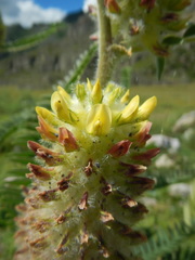 Astragalus alopecurus