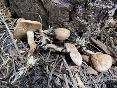 Clitocybe albirhiza