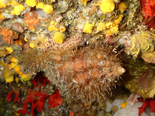 Monoplex parthenopeus observed 2026-10-17