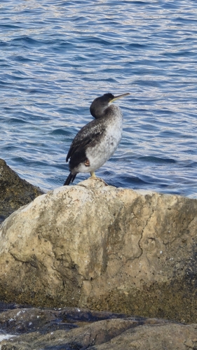 European Shag