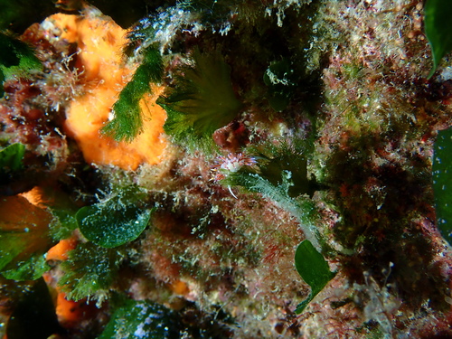 Flabellia petiolata observed 2026-10-17
