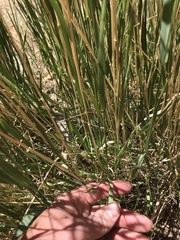 Agropyron cristatum