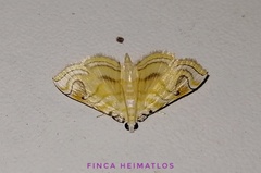 Neurophyseta