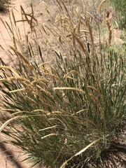 Agropyron cristatum