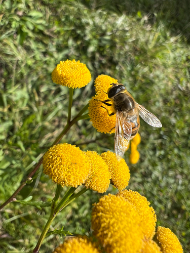 Common Drone Fly