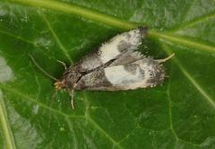 Notocelia cynosbatella