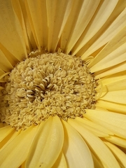 Asteraceae