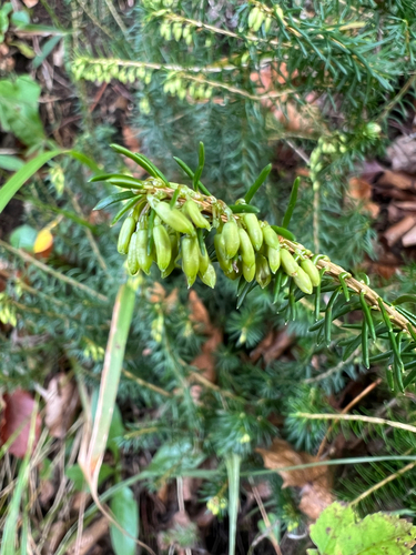 Spring Heath