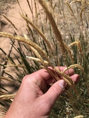 Agropyron cristatum
