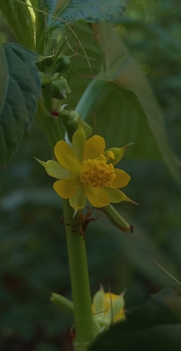 Corchorus olitorius observed 2026-10-11