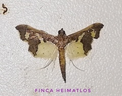 Gonocausta