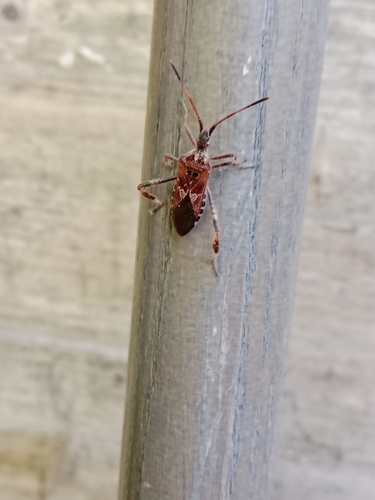 Western Conifer Seed Bug