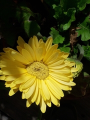 Asteraceae